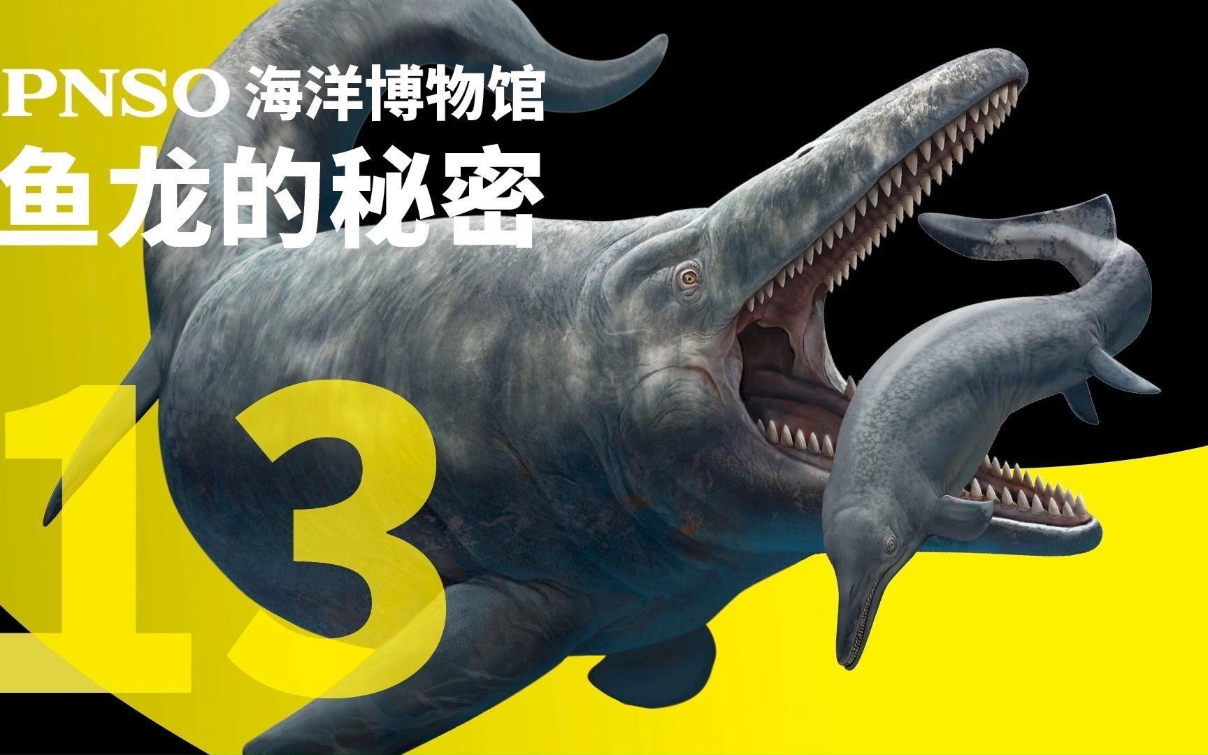 再給我一些魚龍種類，魚龍類中主要屬種的分類及特征概述：部分物種后獨立為新屬 再給我一些魚龍種類，魚龍類中主要屬種的分類及特征概述：部分物種后獨立為新屬 龍魚論壇 第1張