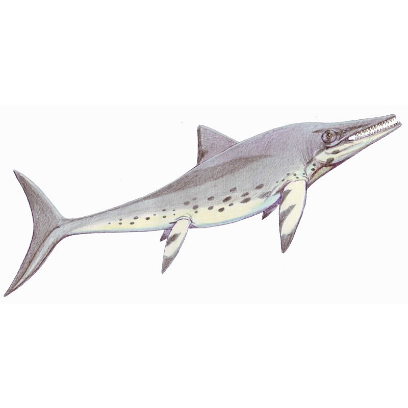 再給我一些魚龍種類，魚龍類中主要屬種的分類及特征概述：部分物種后獨立為新屬 再給我一些魚龍種類，魚龍類中主要屬種的分類及特征概述：部分物種后獨立為新屬 龍魚論壇 第4張