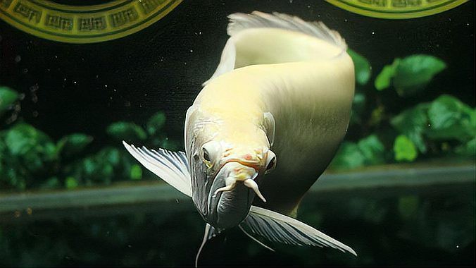 如何判斷龍魚品相？，《如何判斷龍魚品相？》