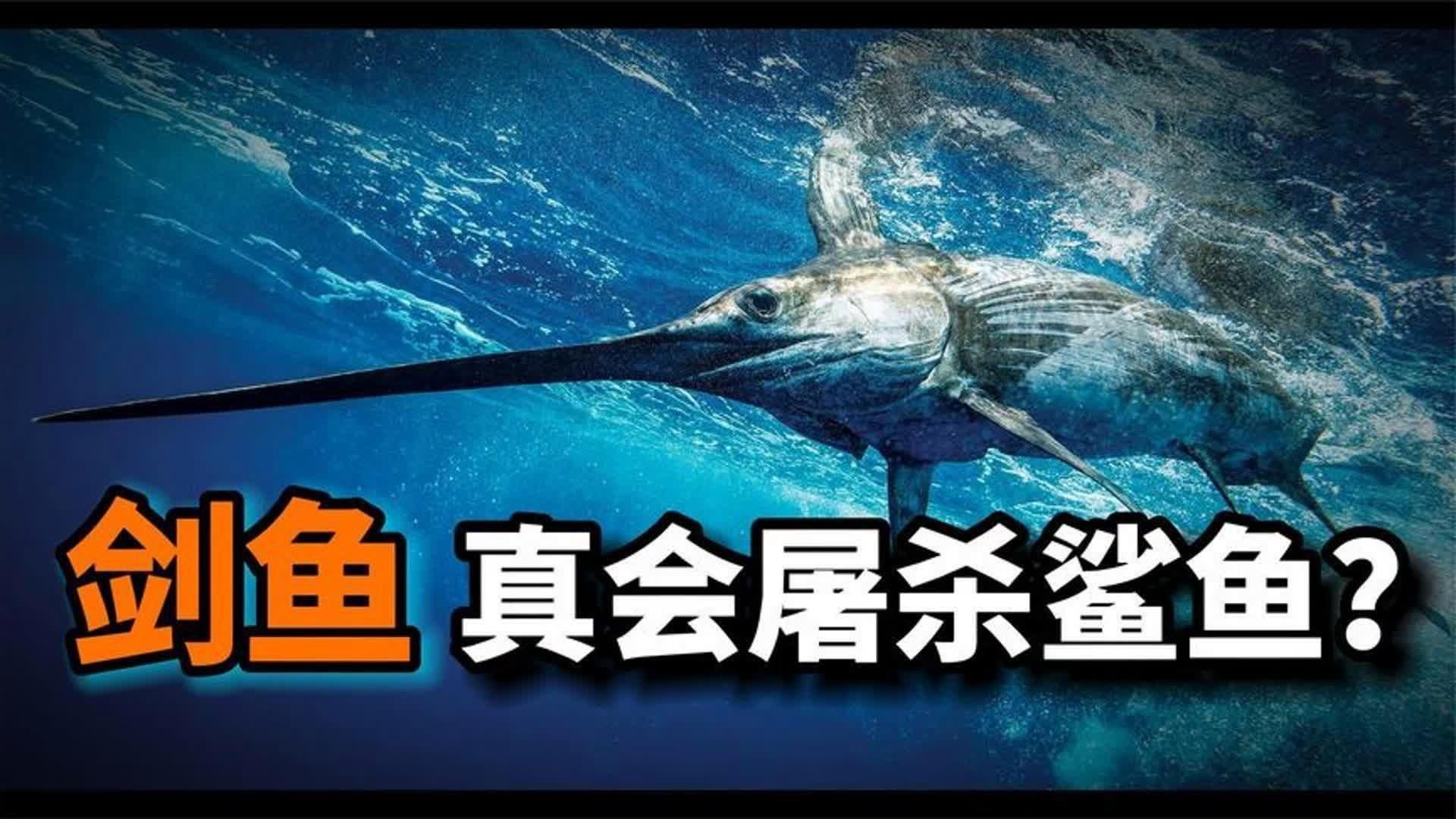 劍魚為何不建議吃,劍骨魚為何不建議吃 全國水族館企業名錄 第10張 劍魚為何不建議吃,劍骨魚為何不建議吃 劍魚為何不建議吃,劍骨魚為何不建議吃 全國水族館企業名錄 第10張