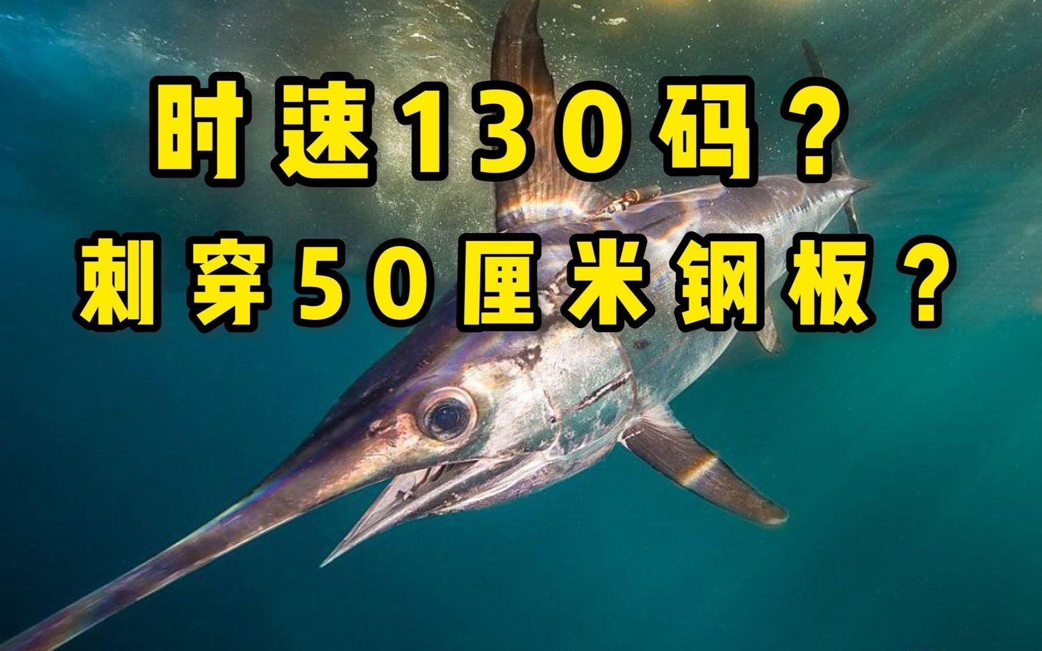 劍魚為何不建議吃,劍骨魚為何不建議吃 全國水族館企業名錄 第9張 劍魚為何不建議吃,劍骨魚為何不建議吃 劍魚為何不建議吃,劍骨魚為何不建議吃 全國水族館企業名錄 第9張