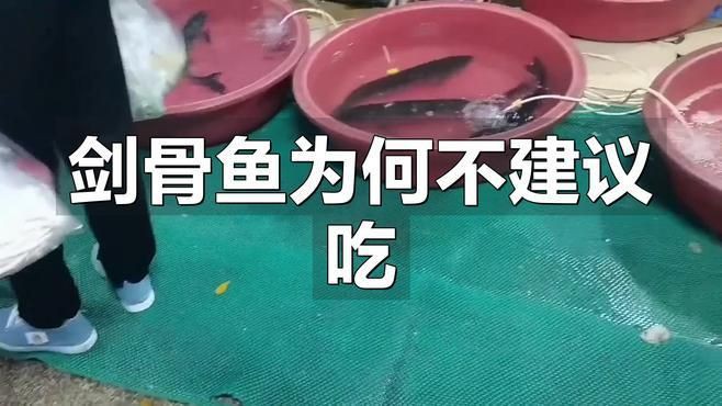 劍魚為何不建議吃,劍骨魚為何不建議吃 全國水族館企業名錄 第11張 劍魚為何不建議吃,劍骨魚為何不建議吃 劍魚為何不建議吃,劍骨魚為何不建議吃 全國水族館企業名錄 第11張