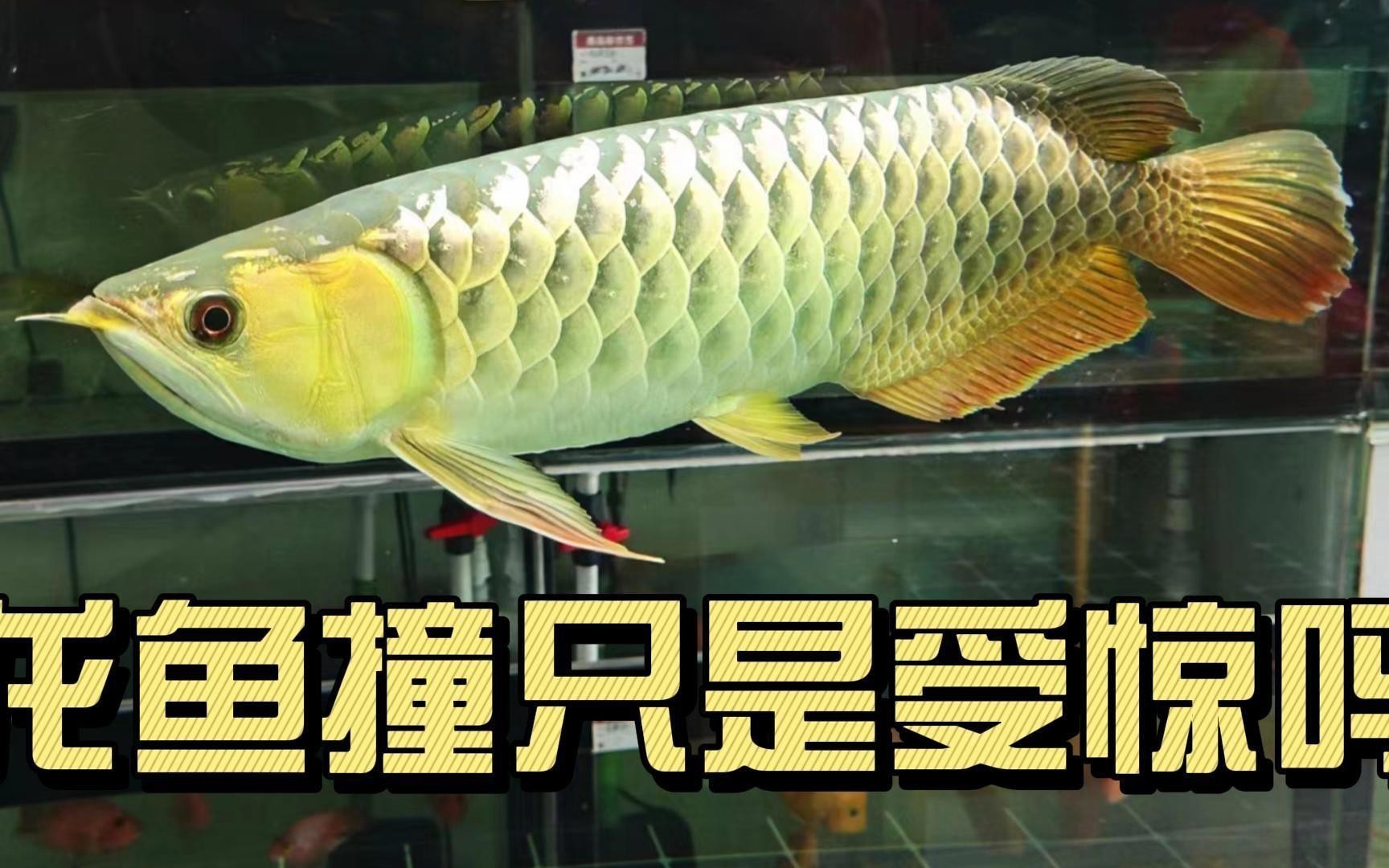 如何判斷龍魚傷勢是否嚴重，《如何判斷龍魚傷勢是否嚴重》
