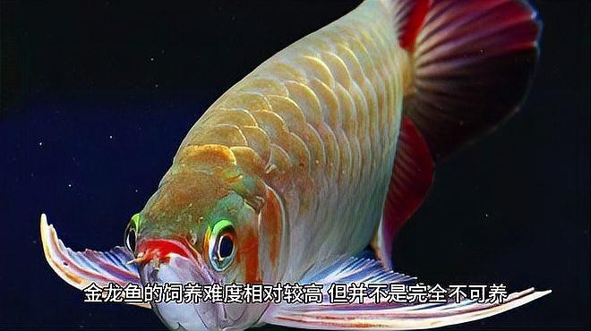 古典藍金龍魚的飼養難度如何？，古典藍金龍魚飼養難度解析