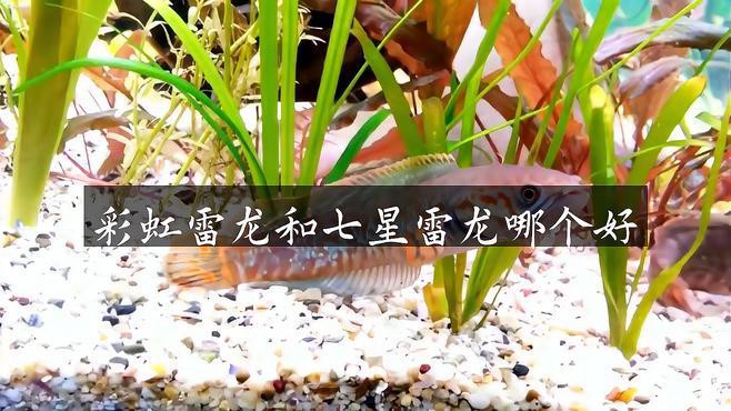 如何區(qū)分彩虹雷龍的不同品種？，如何區(qū)分彩虹雷龍中的稀有品種？