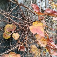 藍天水族批發市場，“藍天水族批發市場”綜合性信息整理西安最大水族市場探秘 藍天水族批發市場，“藍天水族批發市場”綜合性信息整理西安最大水族市場探秘 全國水族館企業名錄 第4張