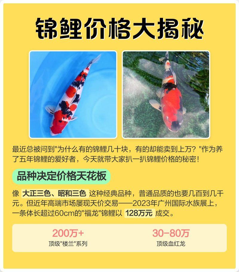 馬來西亞龍魚價(jià)格表2023最新，2023年馬來西亞龍魚價(jià)格表