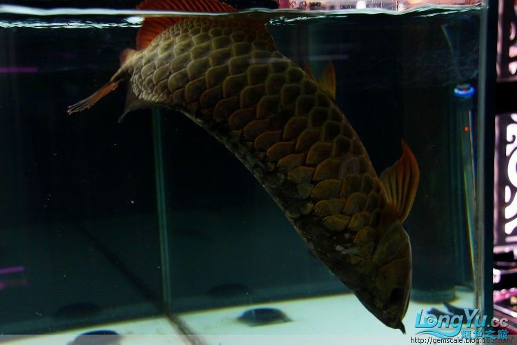 夾板治療對龍魚有副作用嗎？，——夾板治療痊愈全記錄 夾板治療對龍魚有副作用嗎？，——夾板治療痊愈全記錄 龍魚百科 第1張