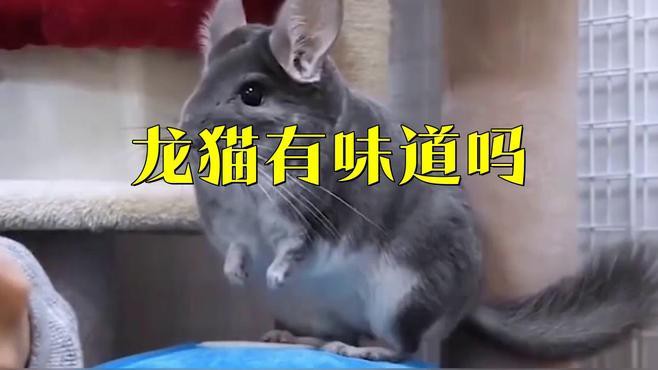 如何減少龍貓糞便的氣味？，龍貓有味道嗎龍貓身上沒有臭味，正確打理更清新