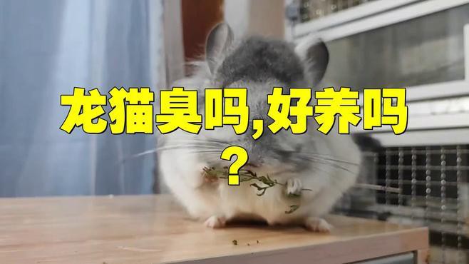 如何減少龍貓糞便的氣味？，龍貓有味道嗎龍貓身上沒有臭味，正確打理更清新