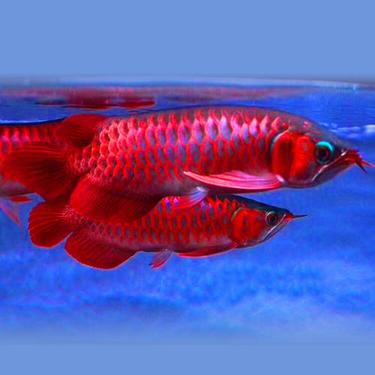 七彩金龍魚的市場價格是多少？，七彩金龍魚市場價格大揭秘