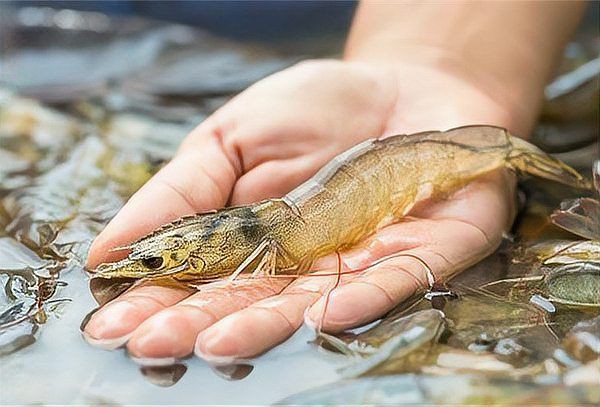 魚類病毒和細菌，水產養殖中細菌病和病毒病你區分清了嗎一旦誤診損失巨大