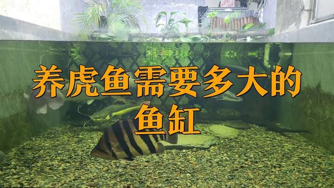 1龍5虎混養需要多大的魚缸？，“1龍5虎”混養所需的魚缸尺寸推薦聽墨寶說寵物