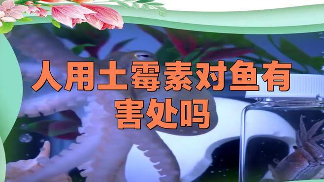 土霉素對龍魚有副作用嗎？，土霉素對龍魚有副作用嗎