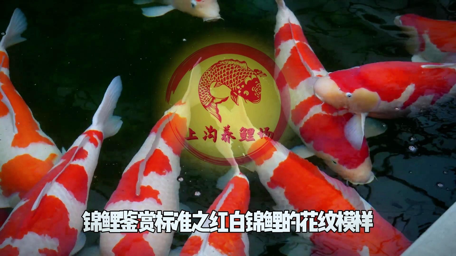 如何判斷龍魚和錦鯉的品相？，《如何判斷龍魚和錦鯉的品相》如何判斷龍魚和錦鯉的品相