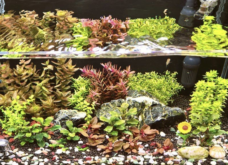 西安魚缸維護，西安魚缸專業(yè)維護