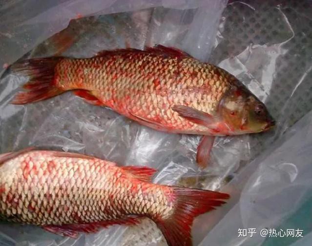 哪些情況下龍魚(yú)會(huì)充血？，\