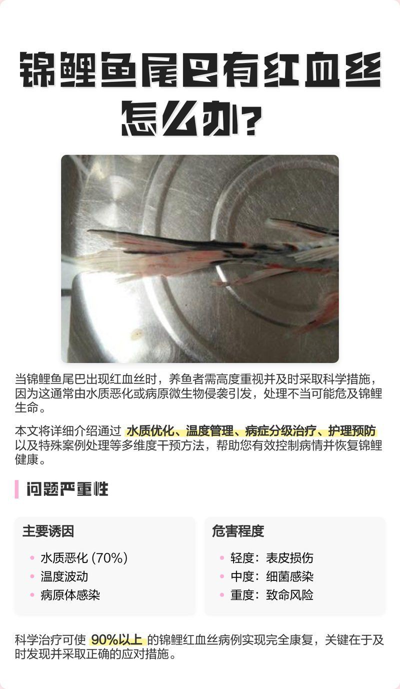 鯉魚尾鰭有血絲，昭和三色錦鯉鯉魚尾鰭出現(xiàn)紅血絲是關鍵預防措施和特征