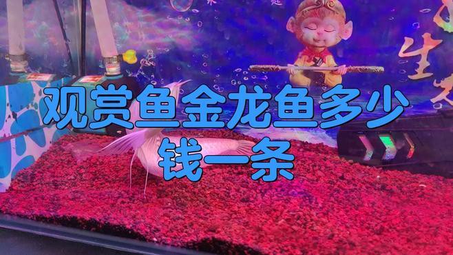 古典藍金龍魚的價格是多少？，古典藍金龍魚多少錢一條信潮π玩家編輯