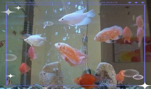 白子招財龍魚最忌諱三個地方，白子招財龍魚最忌諱三個地方白子招財龍魚最忌諱三個地方