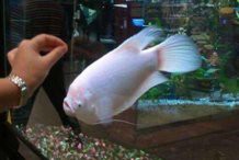 白子招財龍魚最忌諱三個地方，白子招財龍魚最忌諱三個地方白子招財龍魚最忌諱三個地方