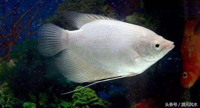 白子招財龍魚最忌諱三個地方，白子招財龍魚最忌諱三個地方白子招財龍魚最忌諱三個地方