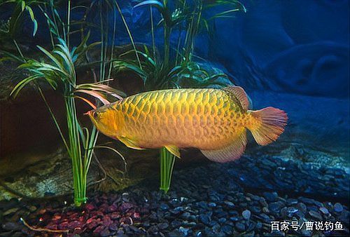 500萬紅龍魚的市場價格如何？，世界上最貴的觀賞魚價格500萬元