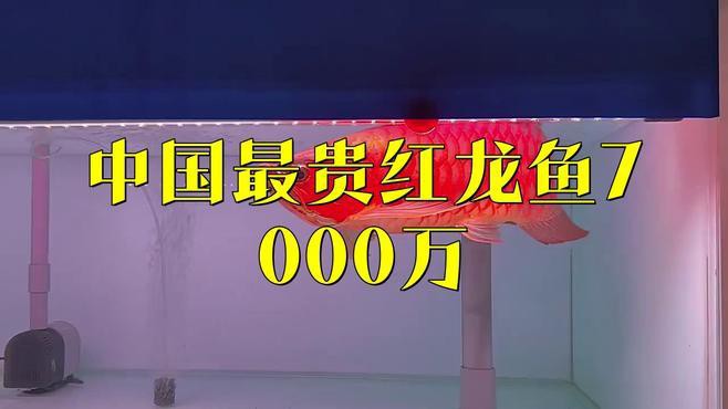 500萬紅龍魚的市場價格如何？，世界上最貴的觀賞魚價格500萬元