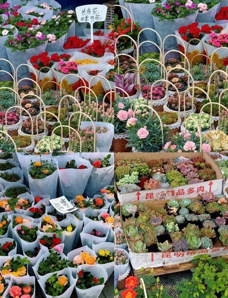 西安港務(wù)區(qū)水族批發(fā)市場，西安國際港務(wù)區(qū)水族批發(fā)市場 西安港務(wù)區(qū)水族批發(fā)市場，西安國際港務(wù)區(qū)水族批發(fā)市場 全國水族館企業(yè)名錄 第13張