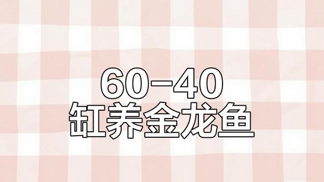 古典過(guò)背金龍需要多大的魚(yú)缸？，古典過(guò)背金龍所需魚(yú)缸大小
