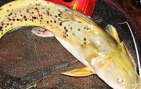 劍魚一般多少錢一斤，劍魚價格走勢如何