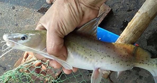 劍魚一般多少錢一斤，劍魚價格走勢如何