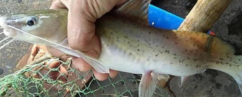 劍魚一般多少錢一斤，劍魚價格走勢如何