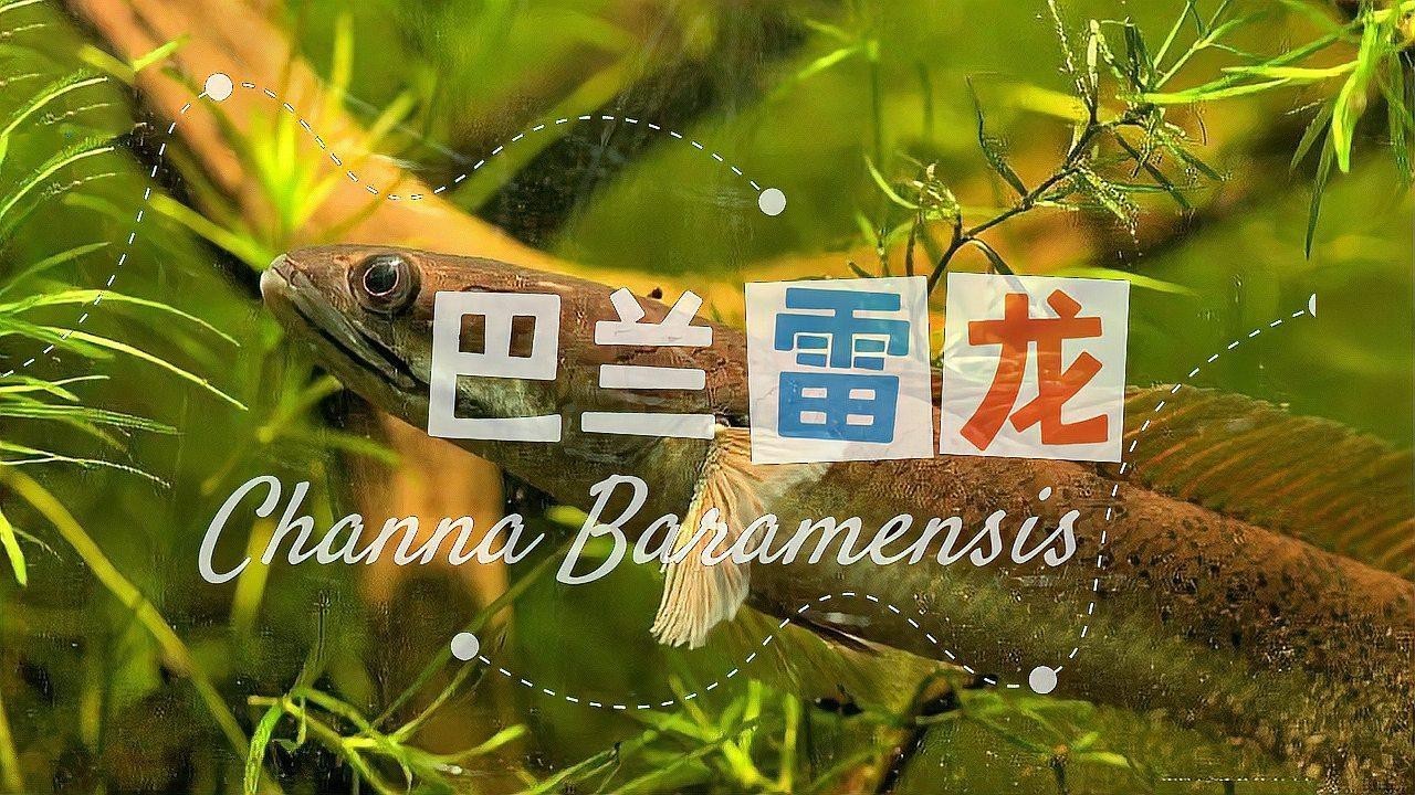 哪些品種的雷龍魚適合食用？，嗶哩嗶哩嗶哩嗶哩雷龍魚吃什么野外食譜大公開
