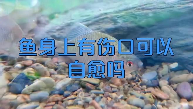 魚受傷后如何判斷其自愈情況？，科學家首次定量記錄傷口恢復進程中國生物多樣性保護與綠色發展基金會