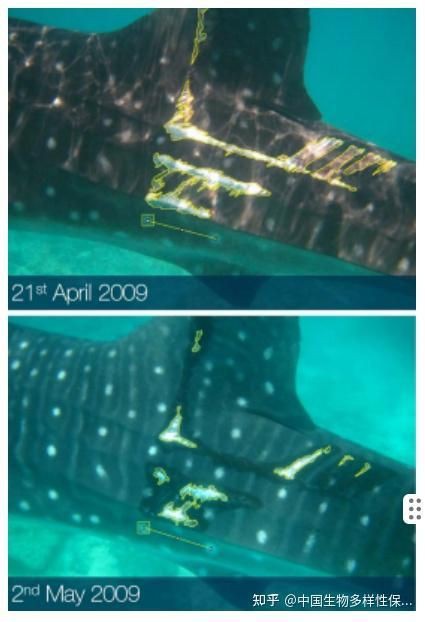 魚受傷后如何判斷其自愈情況？，科學家首次定量記錄傷口恢復進程中國生物多樣性保護與綠色發展基金會