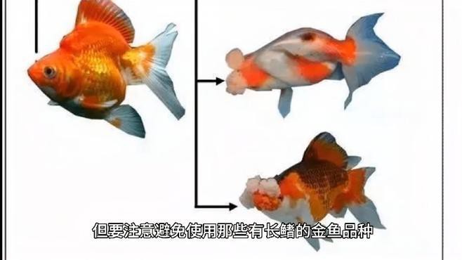 哪些品種的魚適合與龍龜混養？，適合與龍龜混養的魚類 哪些品種的魚適合與龍龜混養？，適合與龍龜混養的魚類 龍魚百科 第2張