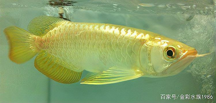 如何辨別真假金色龍魚？，如何辨別真假金色龍魚 如何辨別真假金色龍魚？，如何辨別真假金色龍魚 龍魚論壇 第4張