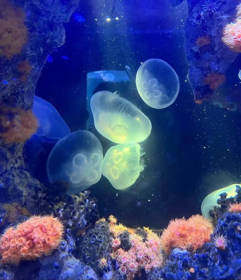 丹棱水族店，丹棱縣有哪些水族店