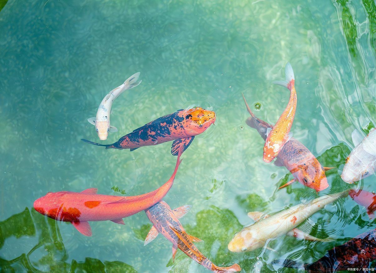 魚炸鱗自己會(huì)恢復(fù)嗎，金魚炸鱗自己會(huì)恢復(fù)嗎