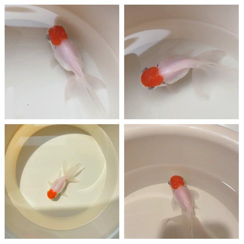 魚炸鱗自己會(huì)恢復(fù)嗎，金魚炸鱗自己會(huì)恢復(fù)嗎