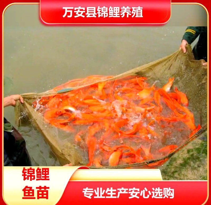 漳州魚缸批發(fā)市場,漳州魚缸批發(fā)市場分析:生態(tài)魚缸市場實現(xiàn)投資效益最大化報告 全國水族館企業(yè)名錄 第6張 漳州魚缸批發(fā)市場,漳州魚缸批發(fā)市場分析:生態(tài)魚缸市場實現(xiàn)投資效益最大化報告 漳州魚缸批發(fā)市場,漳州魚缸批發(fā)市場分析:生態(tài)魚缸市場實現(xiàn)投資效益最大化報告 全國水族館企業(yè)名錄 第6張