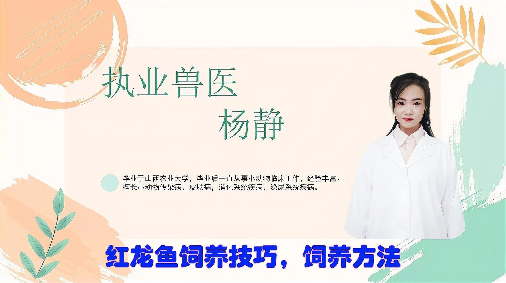 如何促進紅龍魚的生長？，紅龍魚的飼養技巧