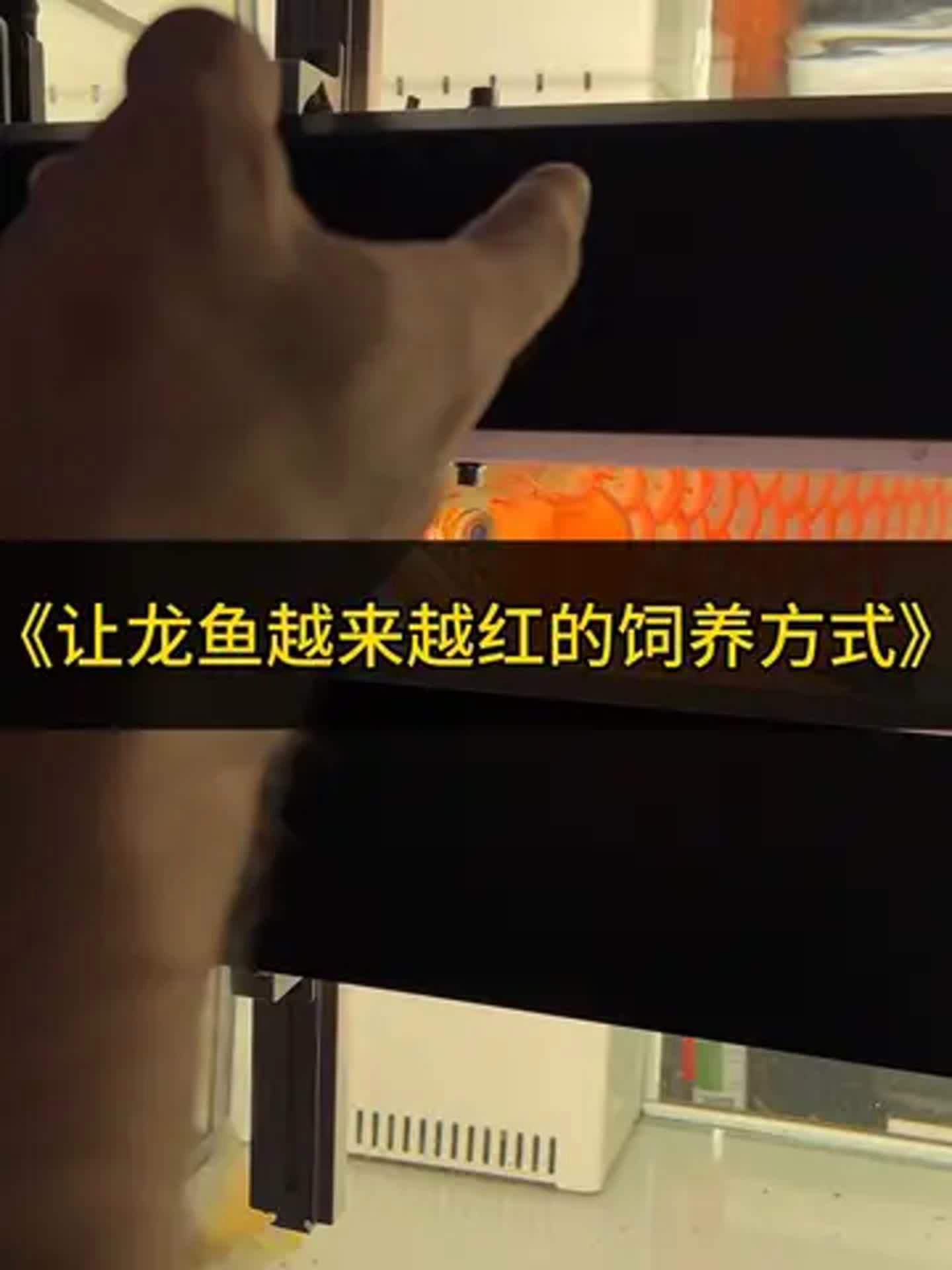 如何促進紅龍魚的生長？，紅龍魚的飼養技巧