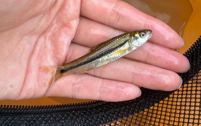 和尚魚最忌3種魚，《和尚魚最忌3種魚》