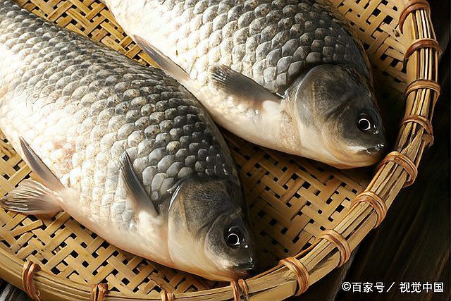 如何判斷金龍魚是否爛尾？，判斷金龍魚是否爛尾需觀察其尾部特征與行為異常