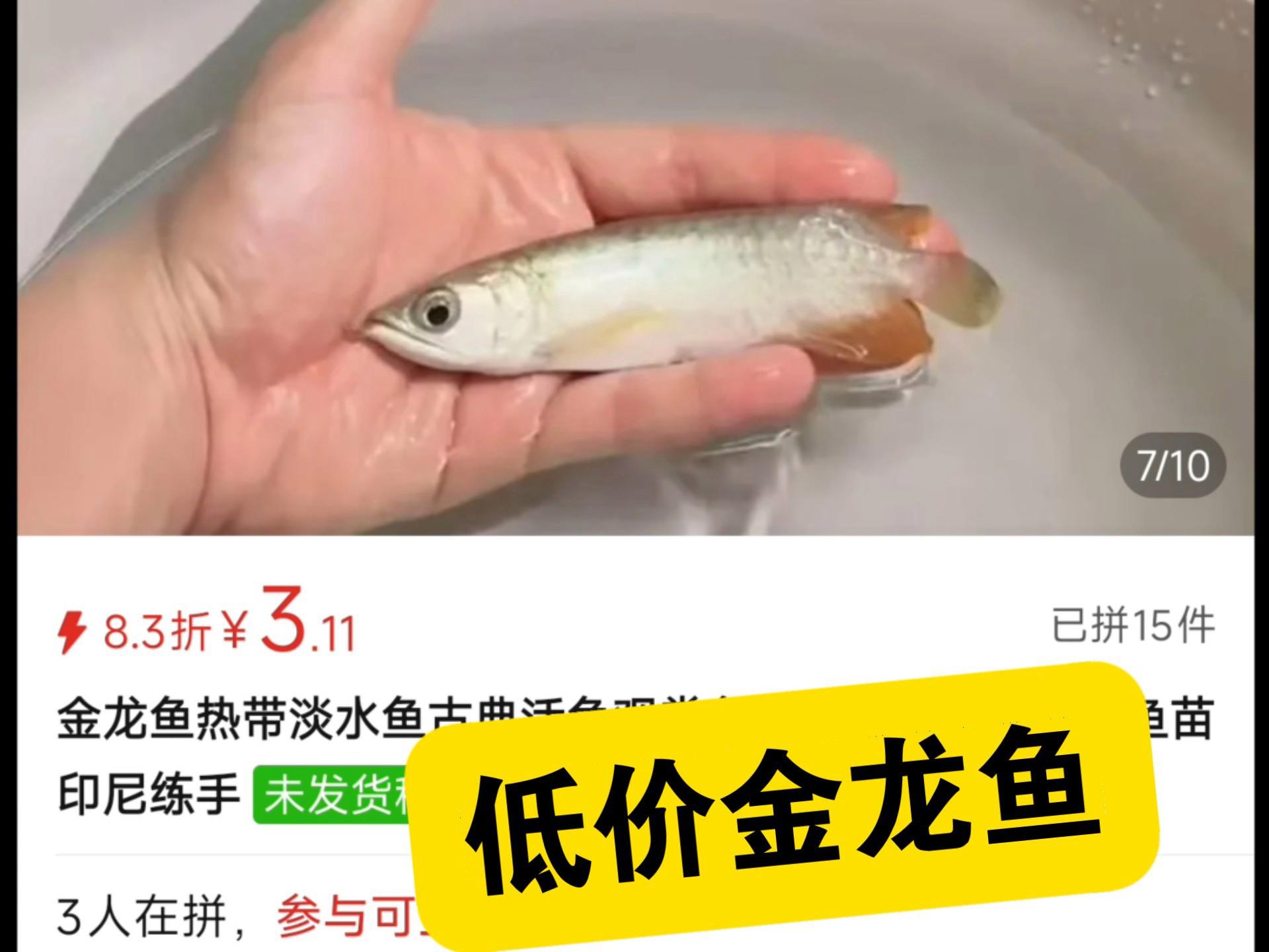 哪個(gè)線上平臺(tái)賣龍魚最便宜？，哪個(gè)平臺(tái)的龍魚品種最全？