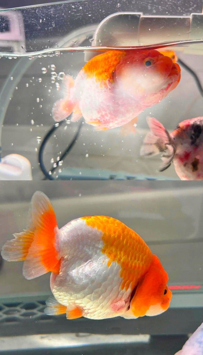 魚交叉感染后需全換水嗎，《魚交叉感染后需全換水嗎》