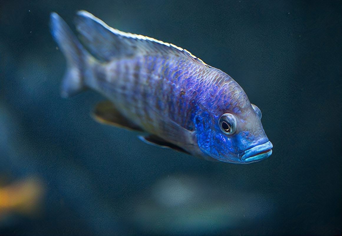 魚交叉感染后需全換水嗎，《魚交叉感染后需全換水嗎》
