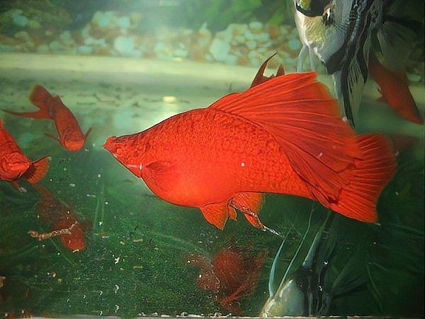 魚交叉感染后需全換水嗎，《魚交叉感染后需全換水嗎》